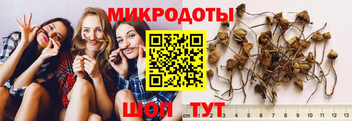 Галлюциногенные грибы Psilocybine cubensis Кириши
